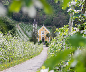 Apfelblüte Südtirol (IDM - Alex Filz)