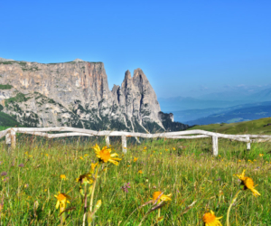 seiser-alm-blumenwiese-schlern